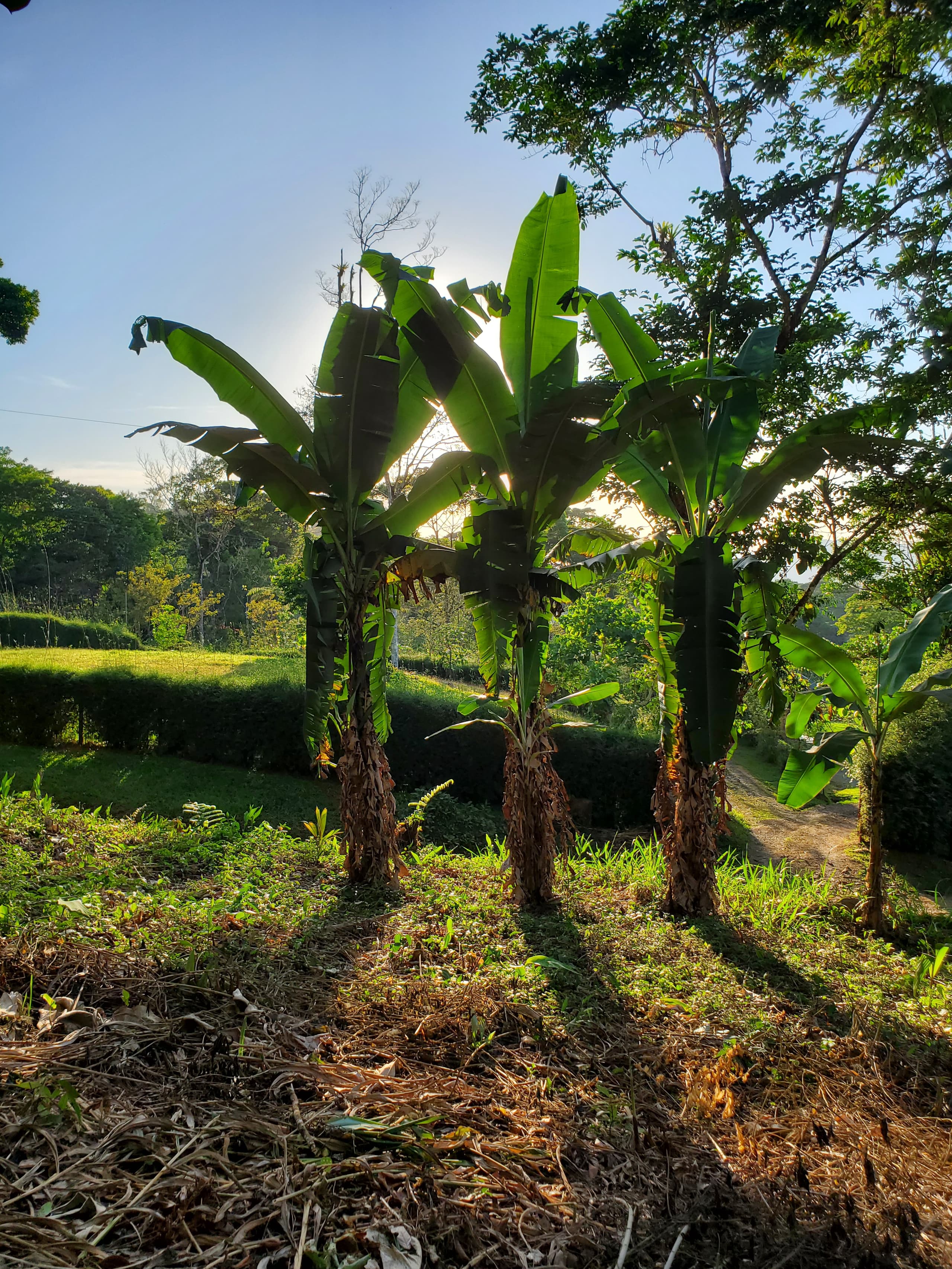 Banana leaves backlit by sun
