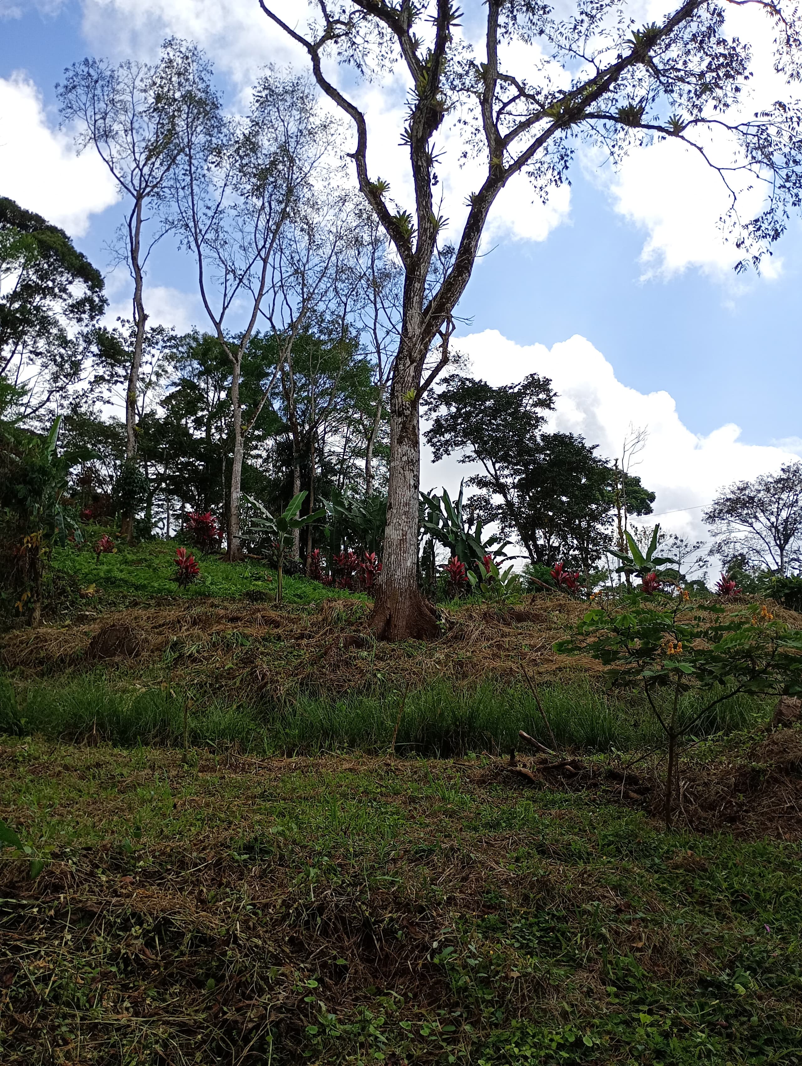 Mature cedro forest on Lot 3