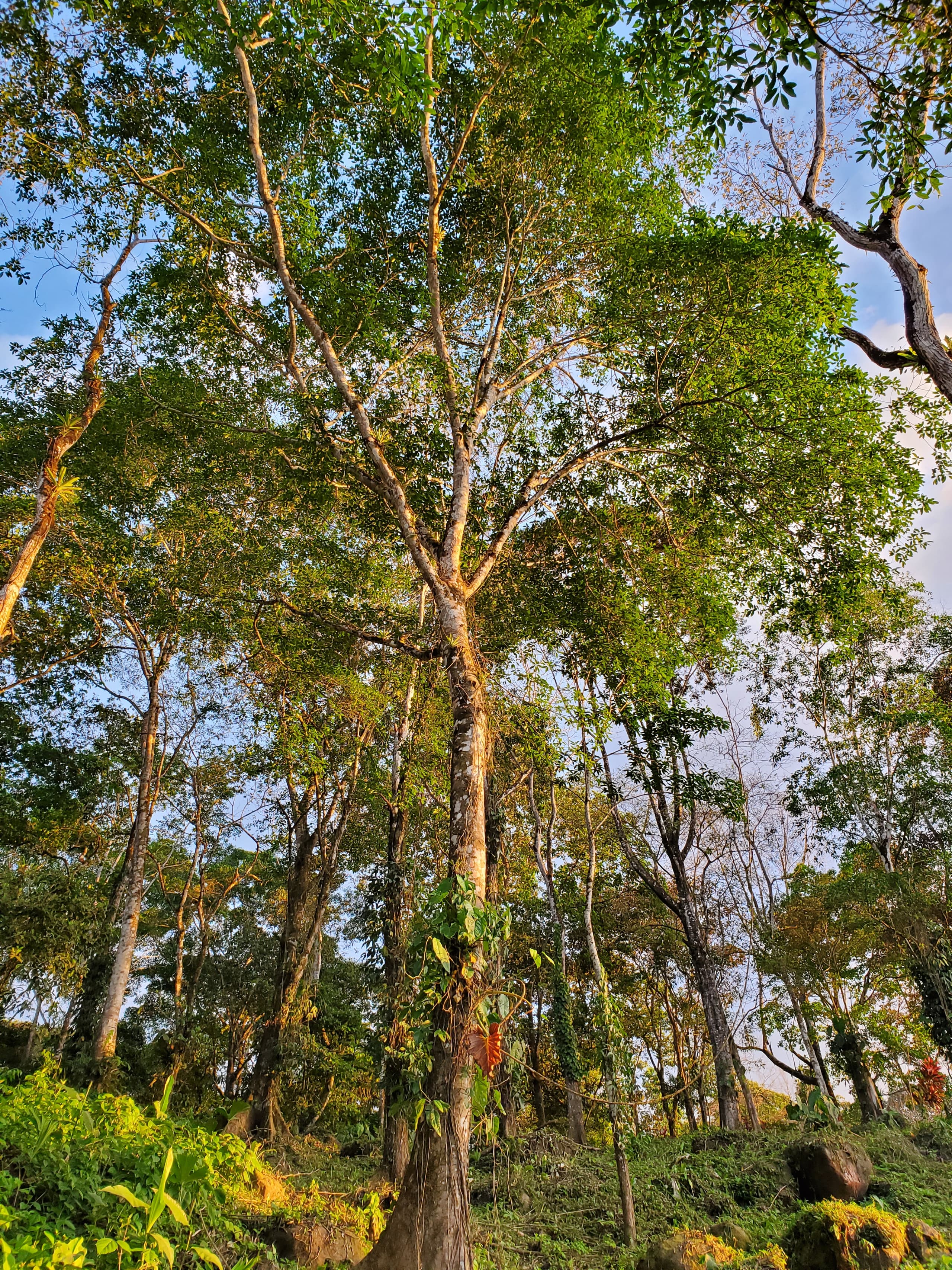 Cedar trees and understory