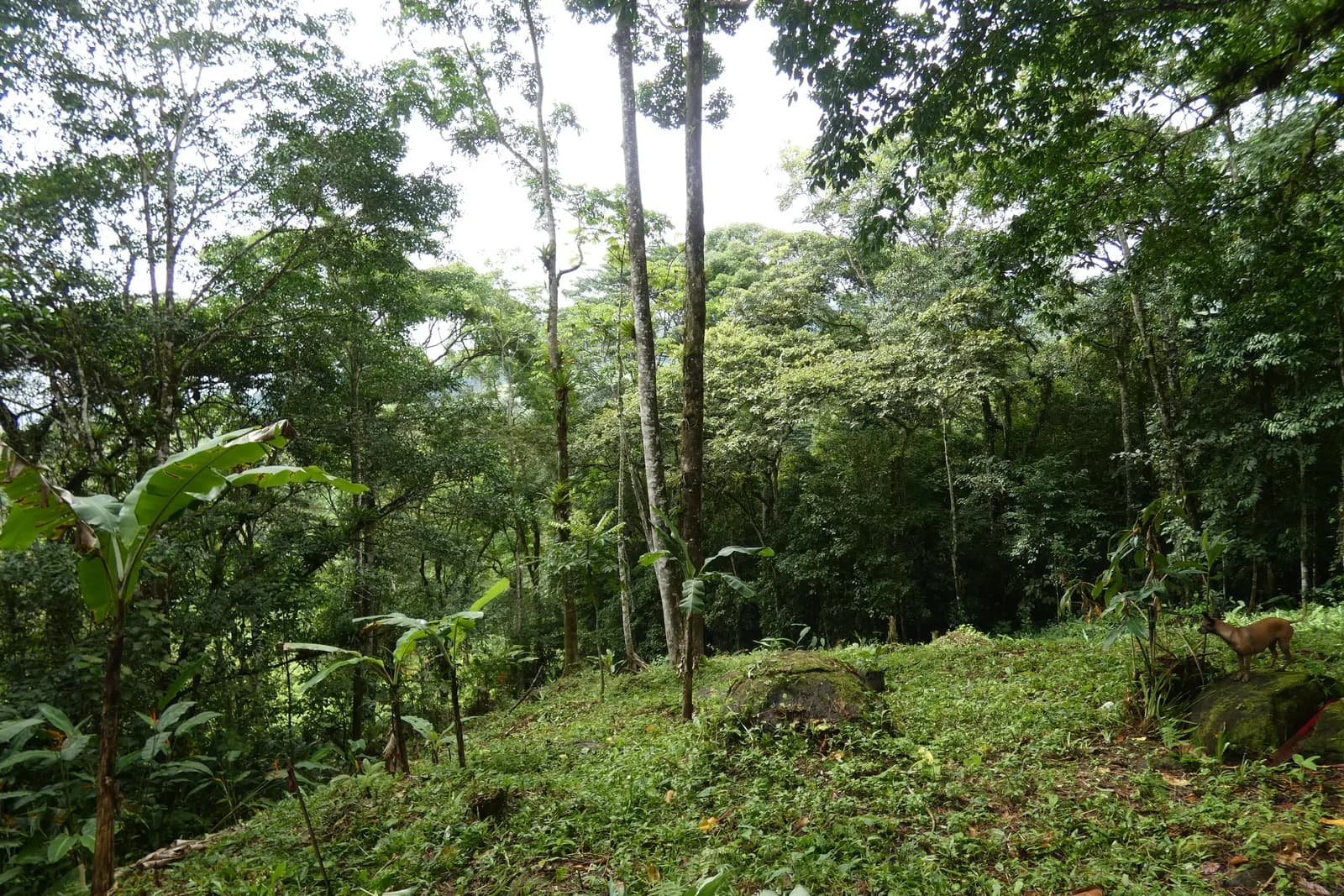 Forest clearing on Free Bird with a brocket deer at the tree line, green-season canopy behind