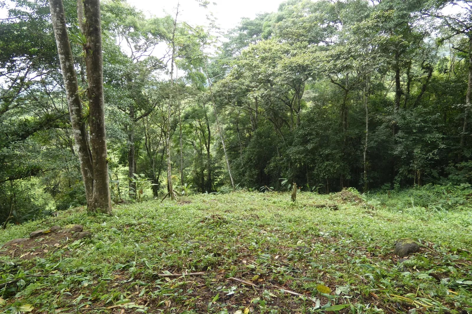 Cleared, level build site on Free Bird ringed by mature forest