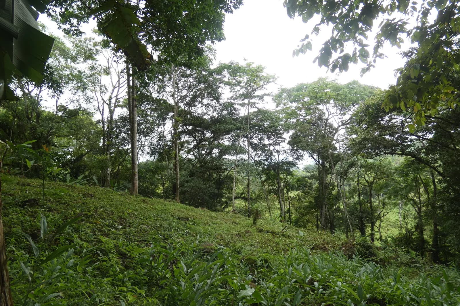 Sloped hillside clearing on Free Bird opening toward the neighbouring pasture