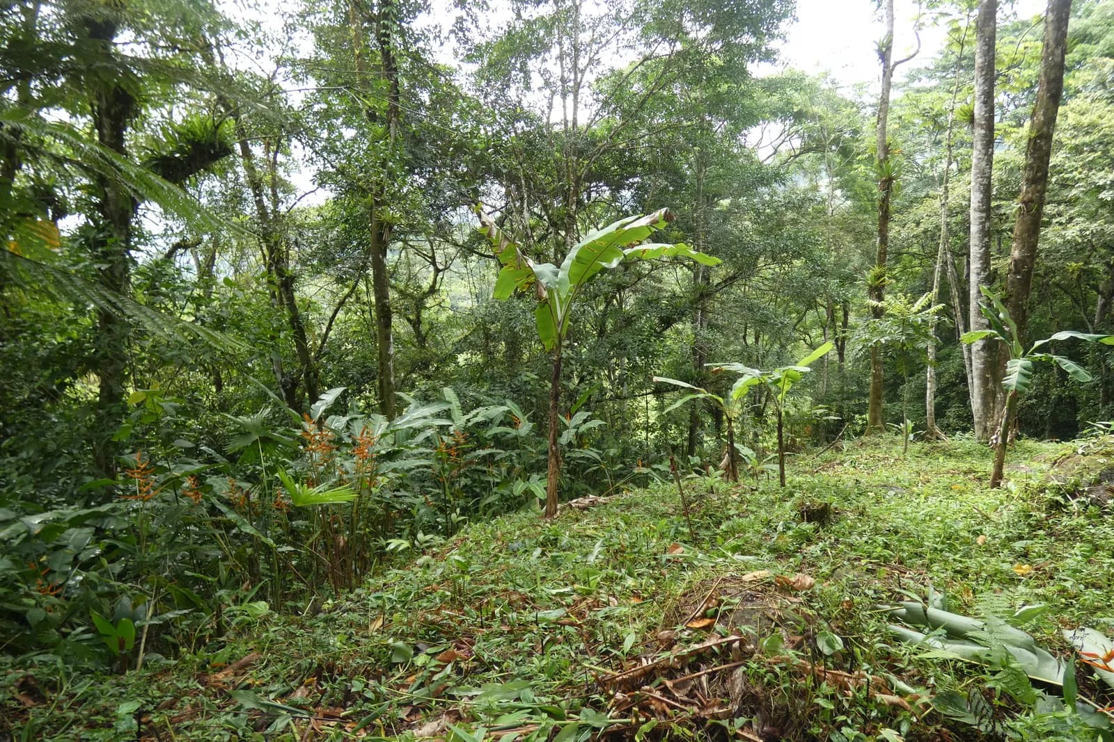 Jungle's-edge clearing on Free Bird with young banana shoots and wild heliconia