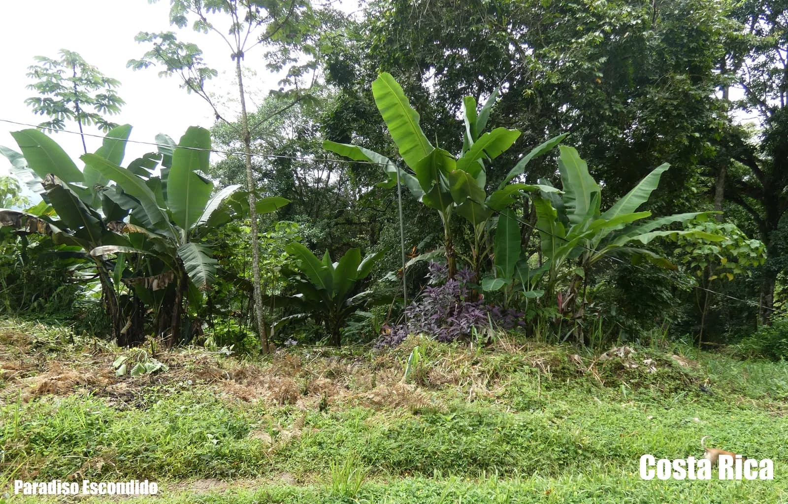Banana grove on Free Bird with a purple ti-plant beneath