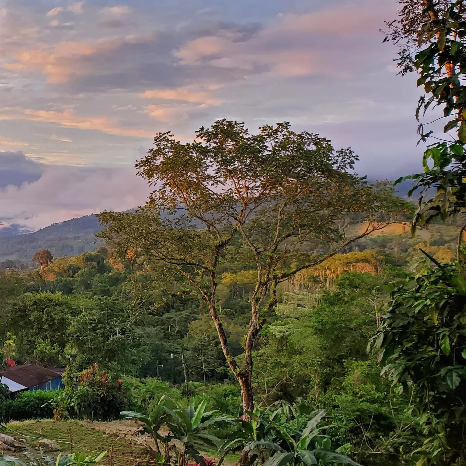 Dusk view north from Lot 3, mountains layered beyond the highland forest