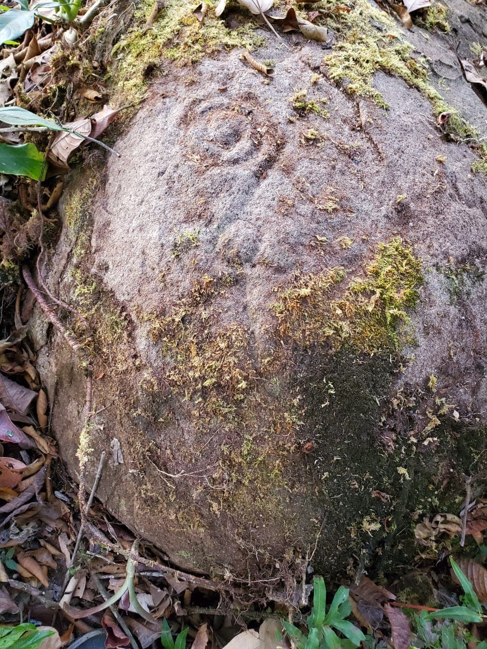 Close view of the spiral petroglyph carved into rock on Lot 4
