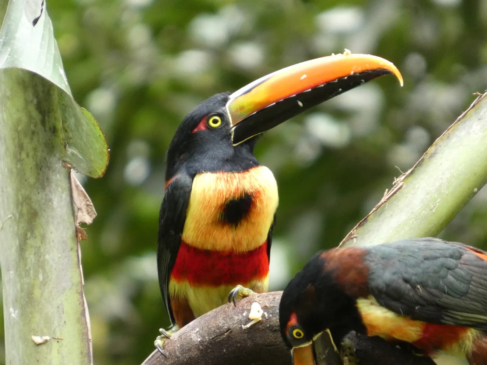 A Fiery-billed Araçari perched in the canopy, photographed on the property.