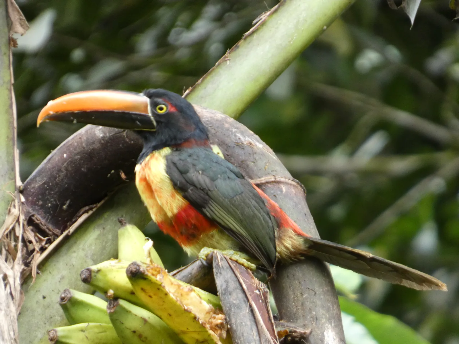 A Fiery-billed Araçari at rest, its fiery bill clear, photographed on the property.