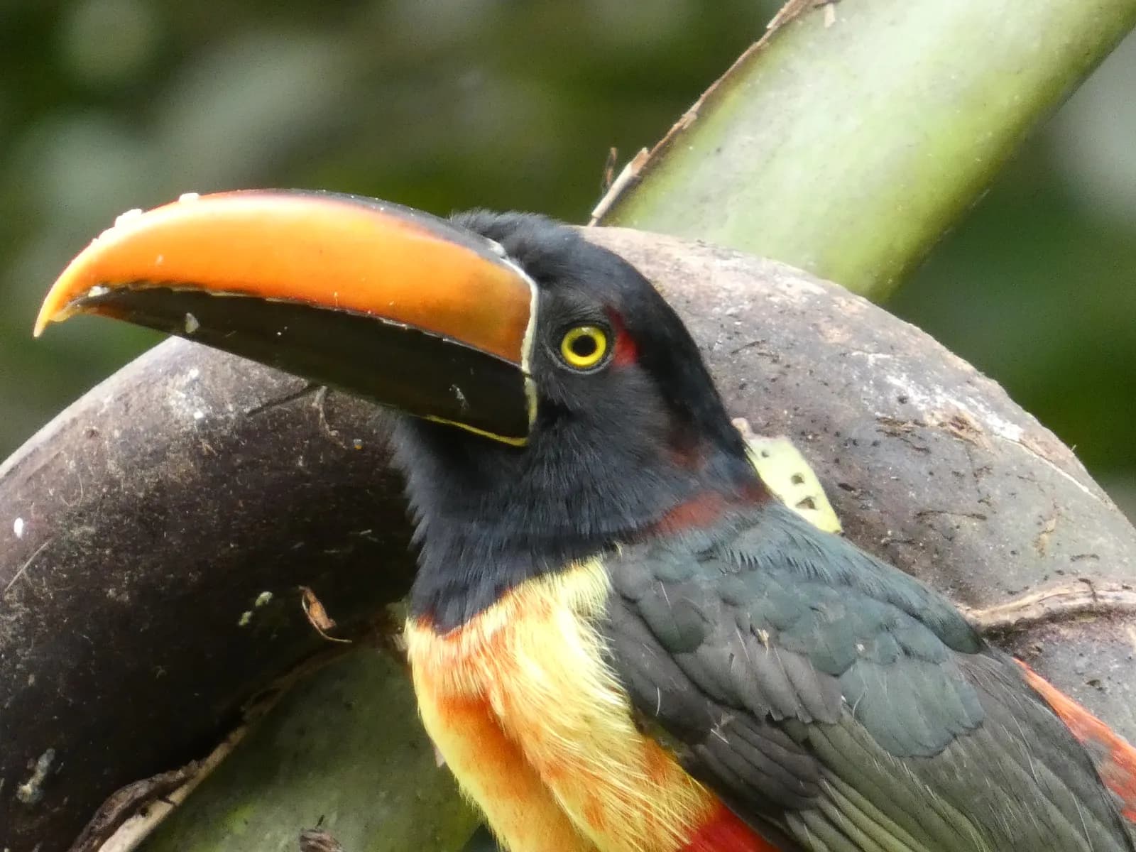 A Fiery-billed Araçari in close profile, photographed on the property.