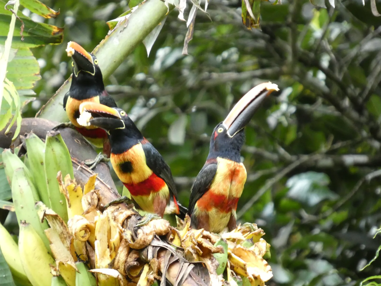 Three Fiery-billed Araçaris feeding together, photographed on the property