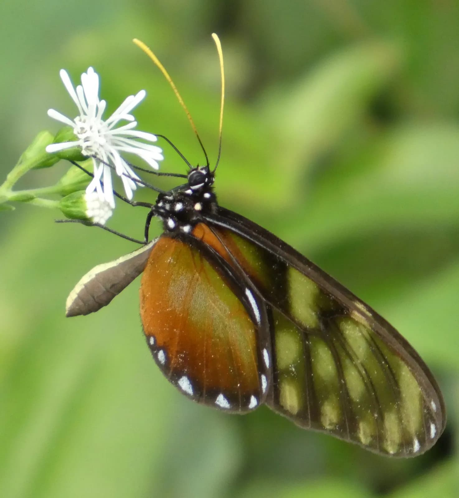 A longwing butterfly on a wildflower, photographed on the property.