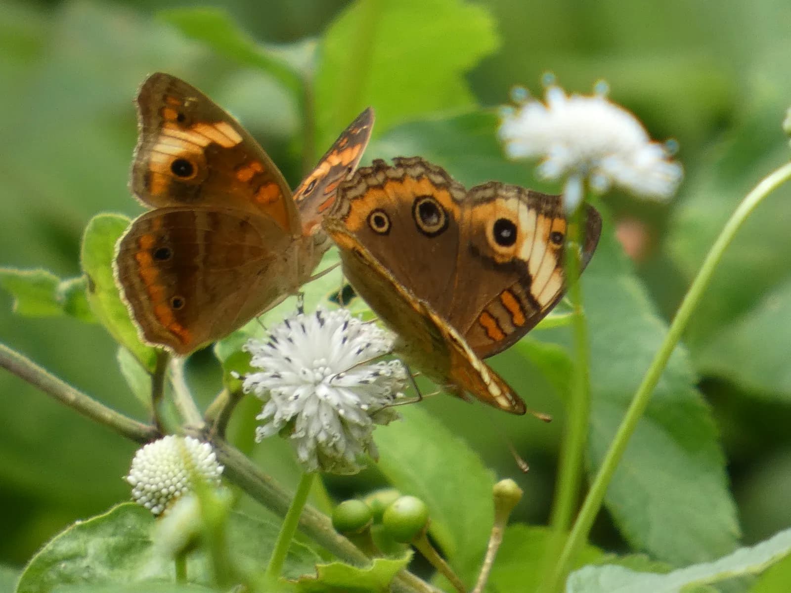 Buckeye butterflies on white blossoms, photographed on the property.