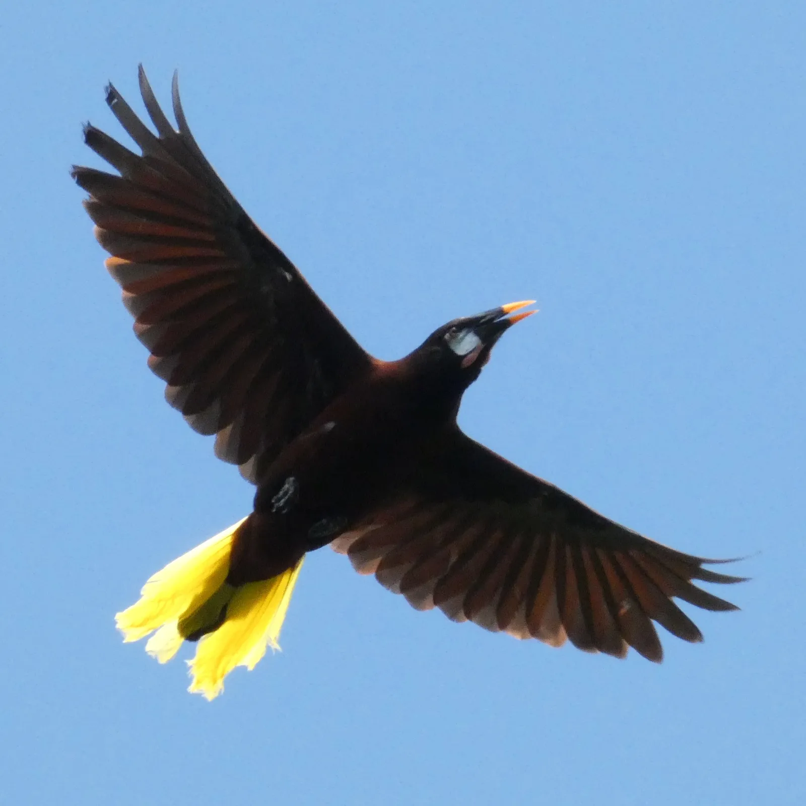 A Montezuma Oropendola in flight, photographed on the property.
