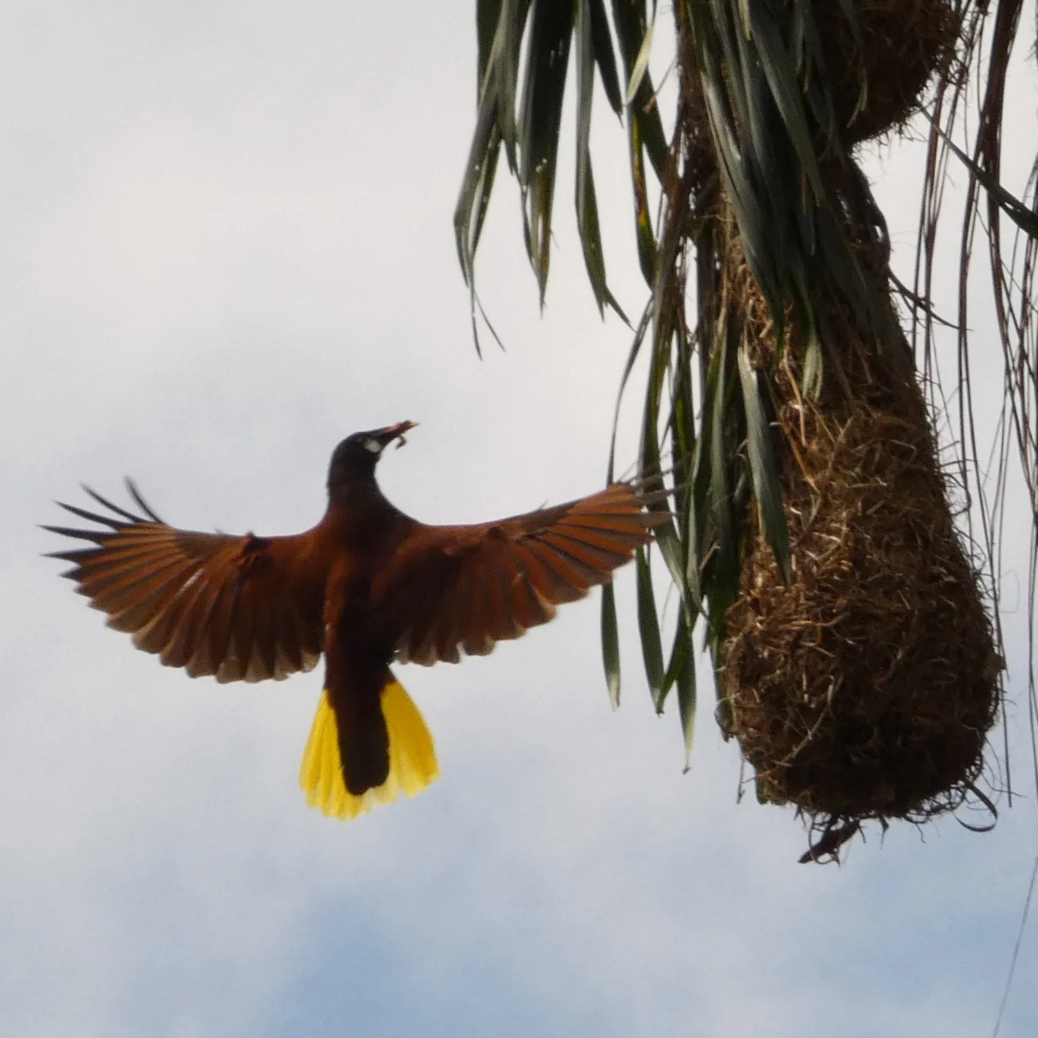 A Montezuma Oropendola at its hanging woven nest, photographed on the property.