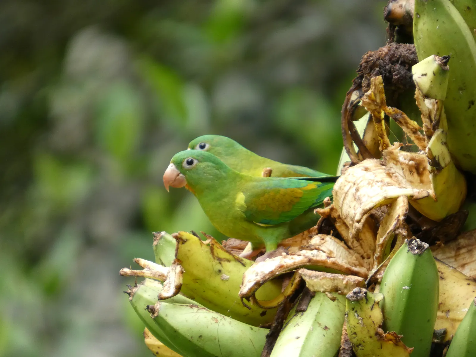 A pair of parakeets feeding, photographed on the property.