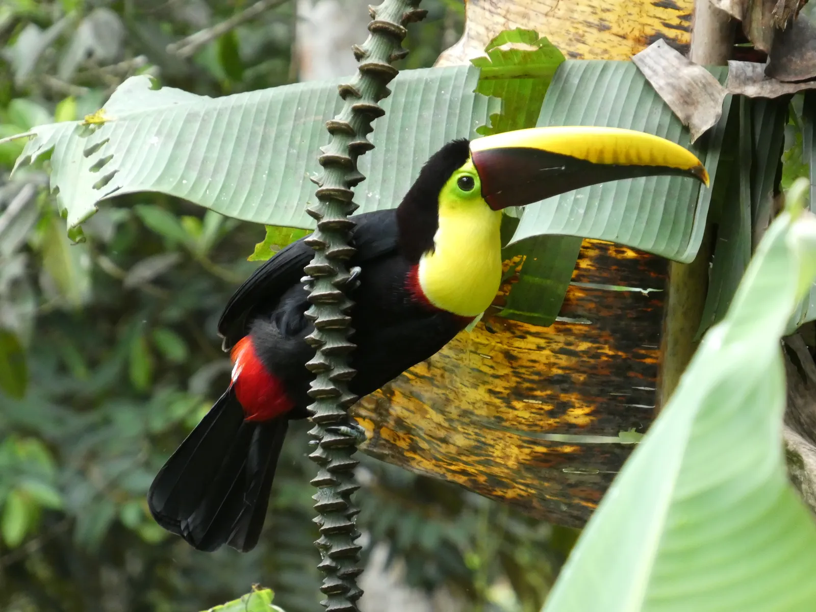 A toucan working the forest edge, photographed on the property.