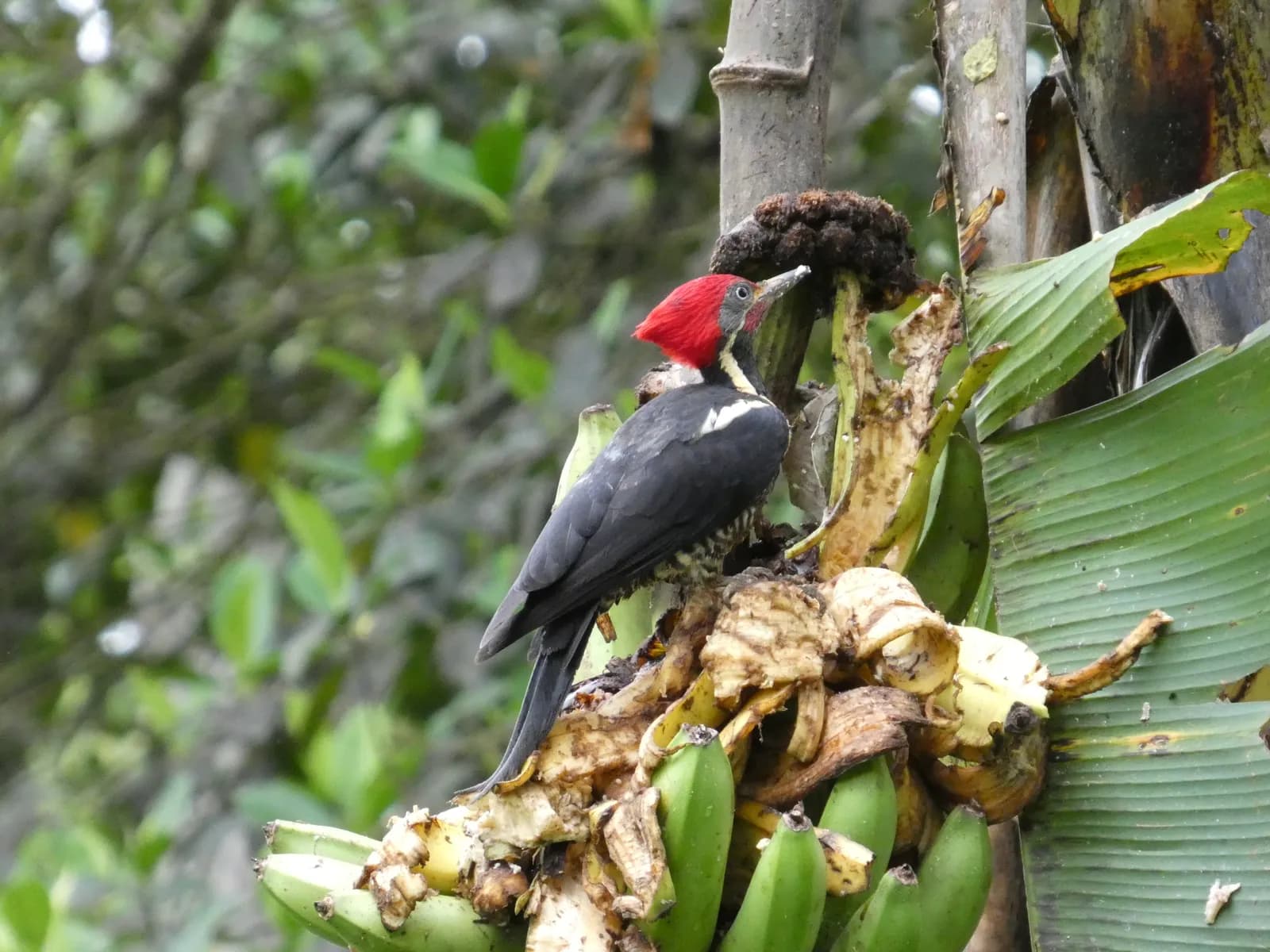 A red-headed woodpecker on a banana stalk, photographed on the property.