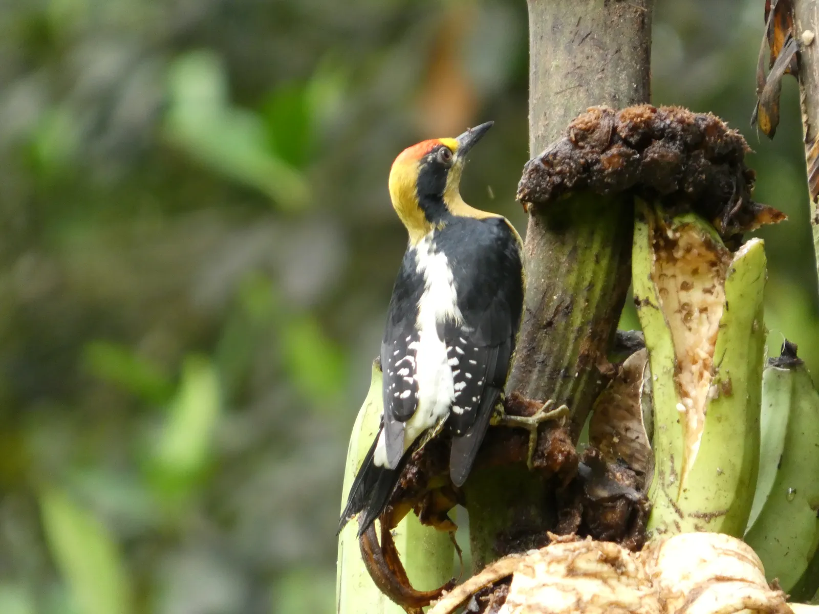 A golden-naped woodpecker on a trunk, photographed on the property.